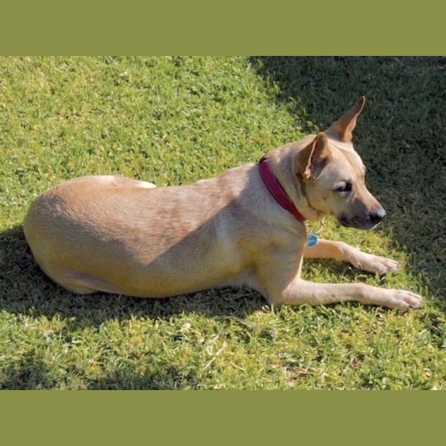 Photo of Mia D3977   Adoption Pending