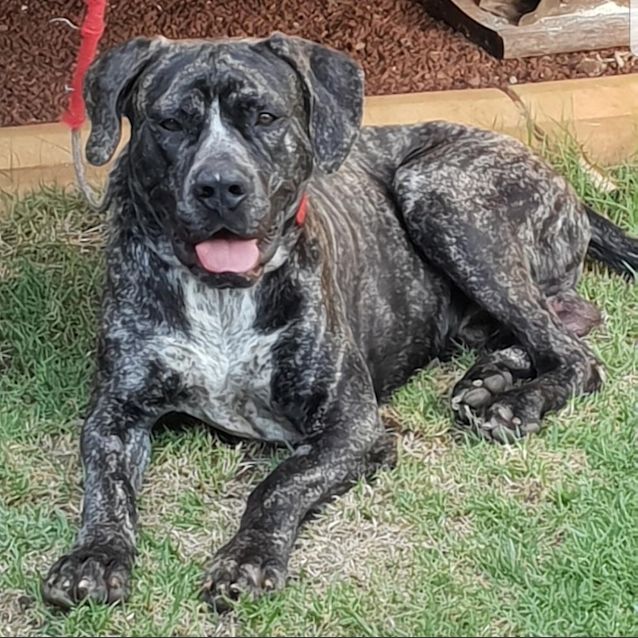 Photo of Rambo D3991   Adoption Pending