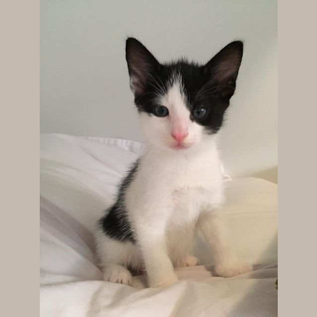 Photo of Monty   Purrfect Match Cat Adoptions 