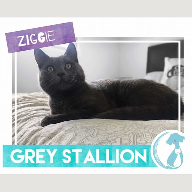 Photo of Ziggie