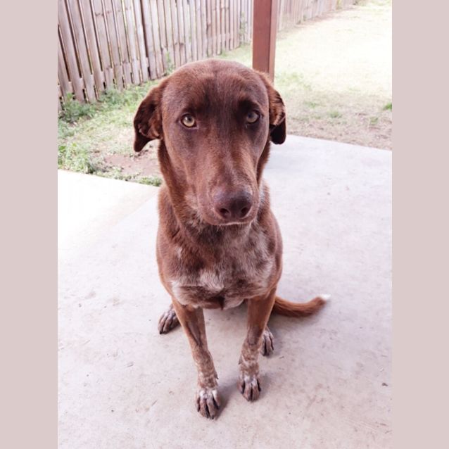Photo of Rocco