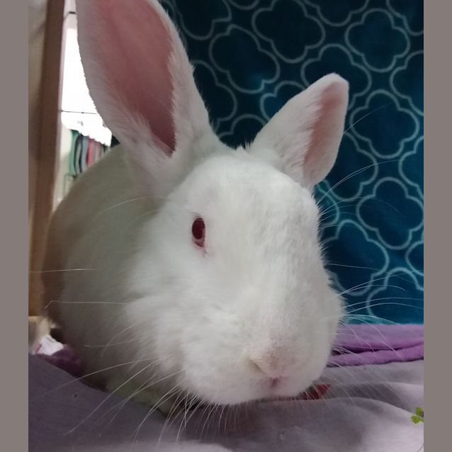 Photo of Pinkies (Vib)