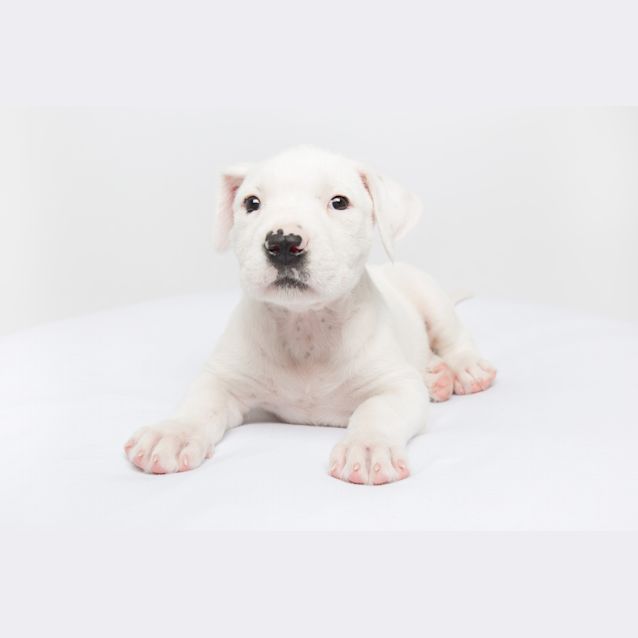 Photo of Merlot