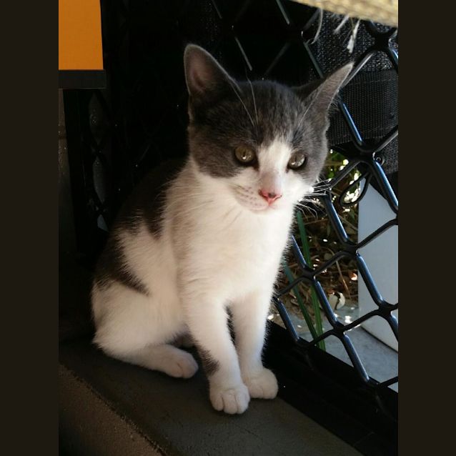 Photo of Pip