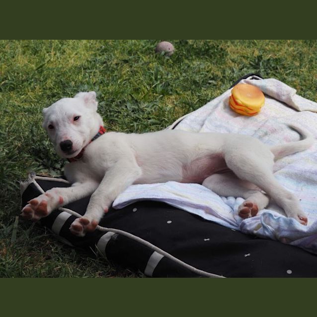 Photo of Olive 