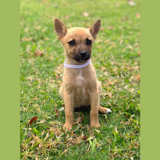 Photo of Mocha 
