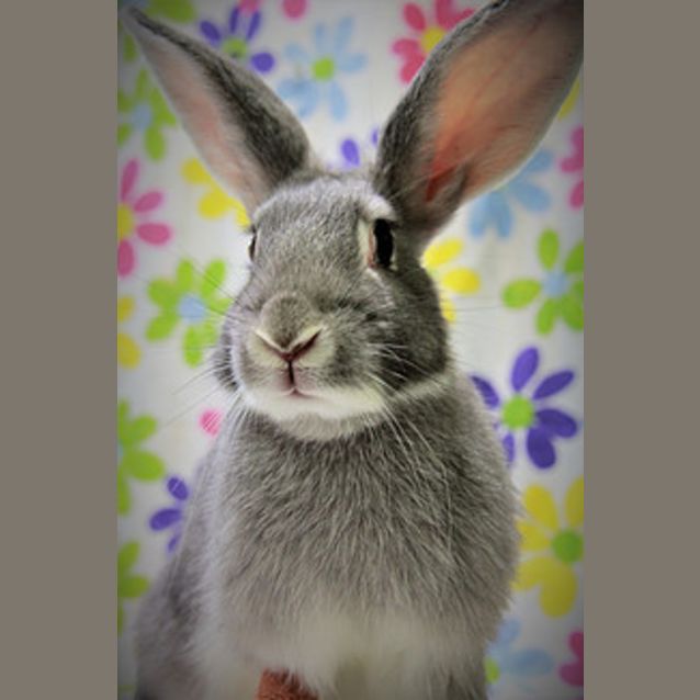 Photo of Stella (Vib)