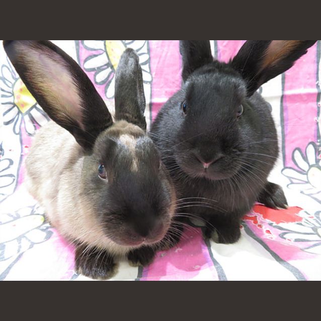 Photo of Bono And Dizzy