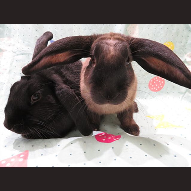 Photo of Axel & Evita (Vib)