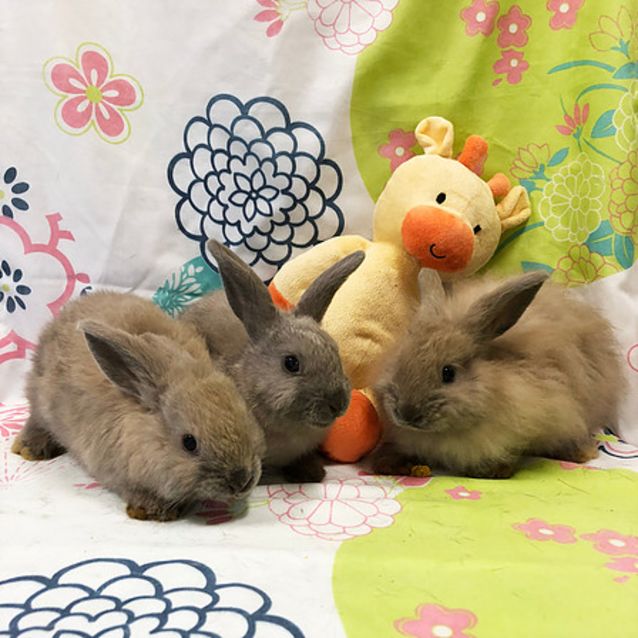 Photo of Peaches, Bean  & Maizey