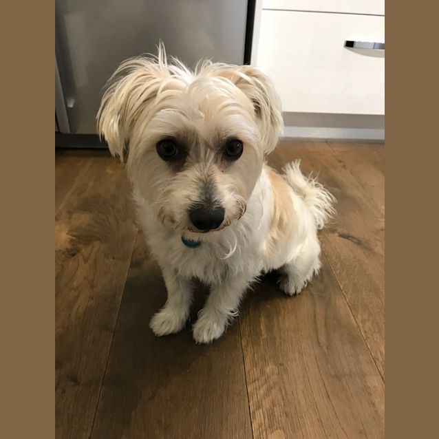 Photo of Peanut An Adorable Young Man 
