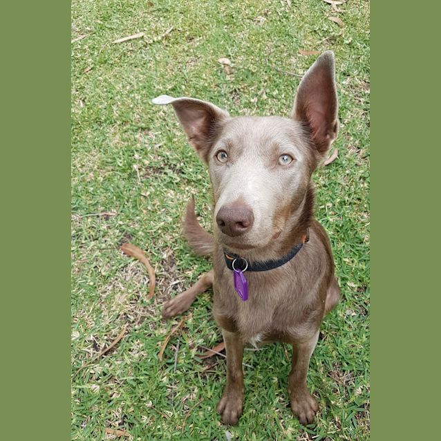 Photo of Olive Dl2011