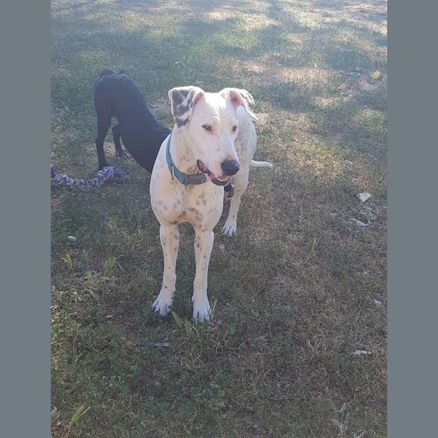 Photo of Daisy 
