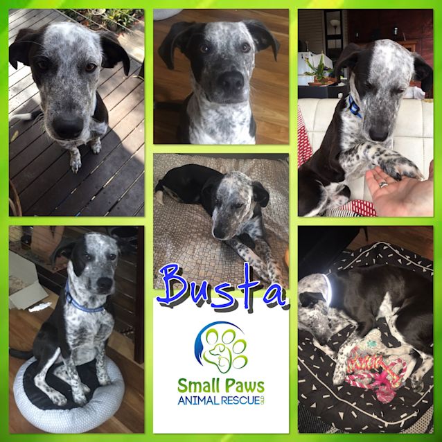 Photo of Busta