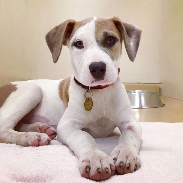 Abira Large Female Bull Arab x Foxhound English Mix Dog in VIC
