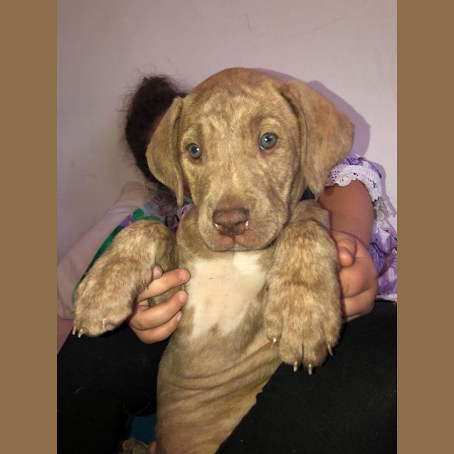 Photo of Snickers Labrador X Bull Arab (On Trial 22/10/18)