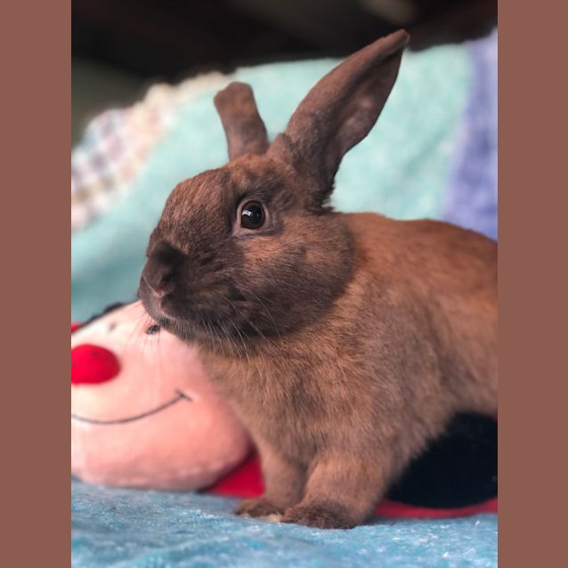 Photo of Butterscotch 