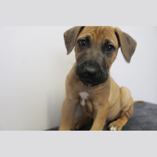 Photo of Butch