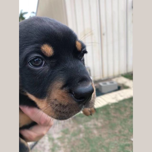 Photo of Cindy Bear *Adoption Pending*