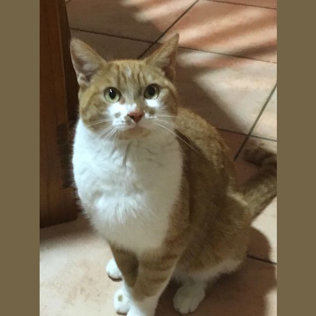 Photo of Ginger