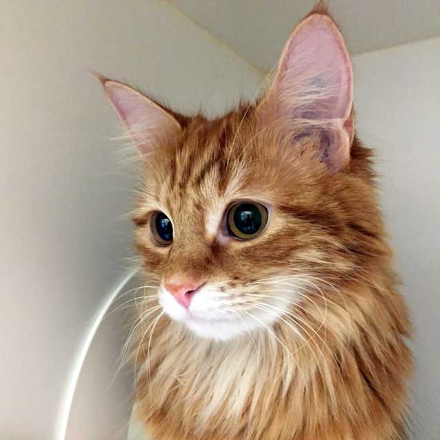 Photo of Scarlet