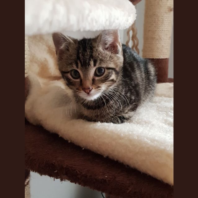 Photo of Tibby