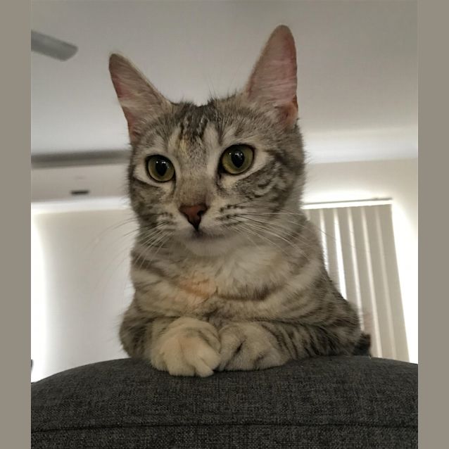 Photo of Lulu
