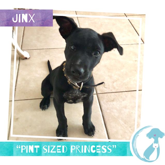 Photo of Jinx 