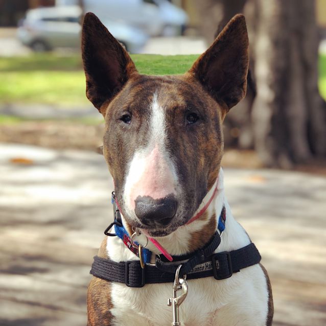 Photo of Harley