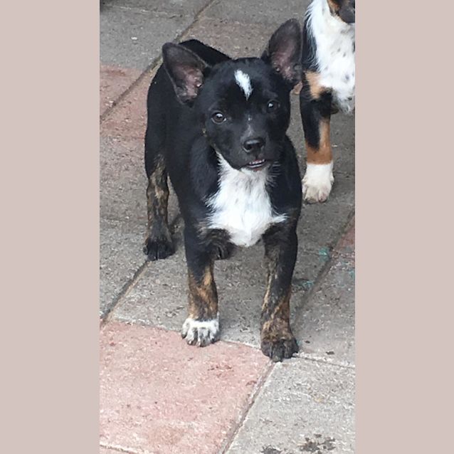 Photo of Bella