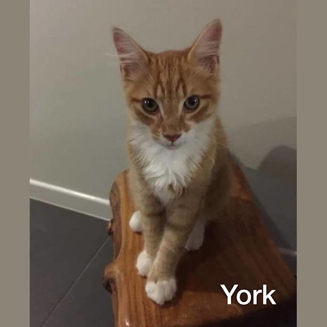 Photo of York