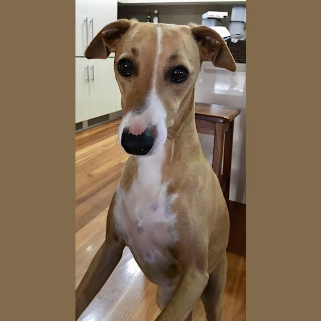 Alfie beautiful boy - Medium Male Italian Greyhound x Whippet Mix NSW - PetRescue