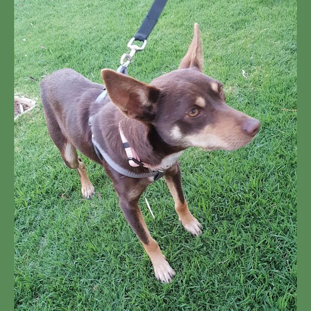 Photo of Buffy **On Trial**