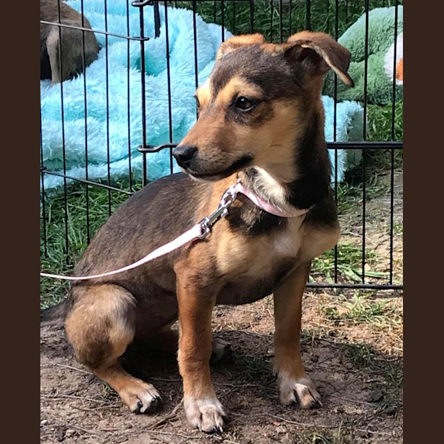 Photo of **On Trial** Olive