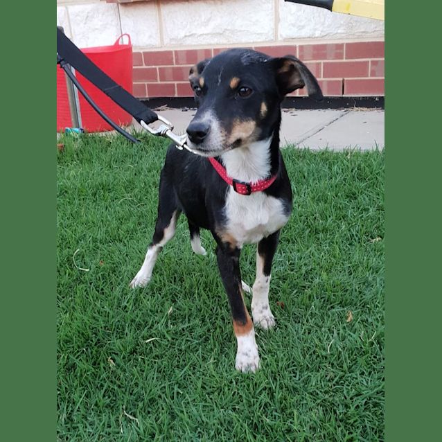 Photo of **On Trial** Rupert