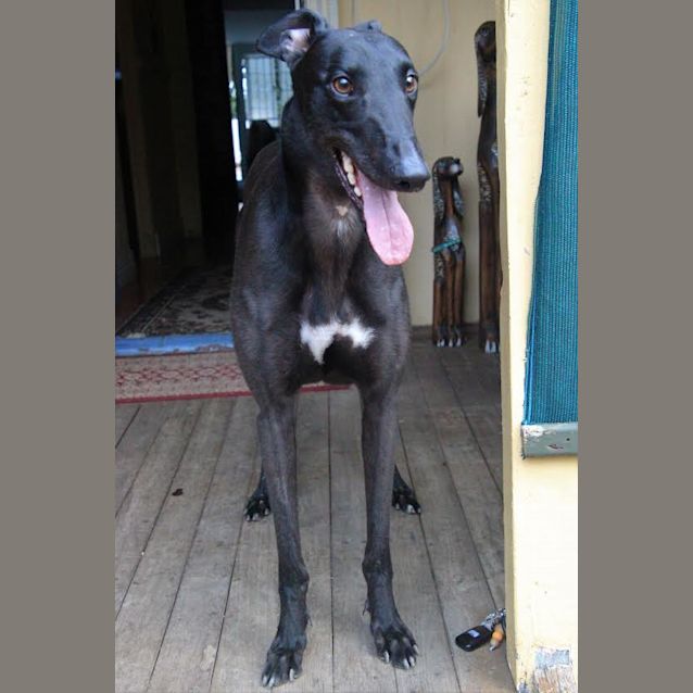 Photo of Laid Back “Jack”. Brisbane