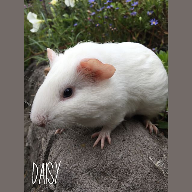 Photo of Daisy 