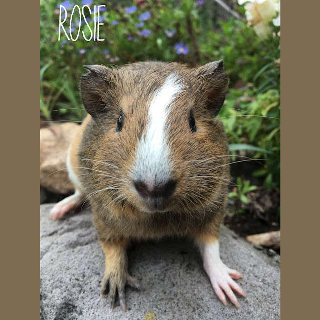 Photo of Rosie 