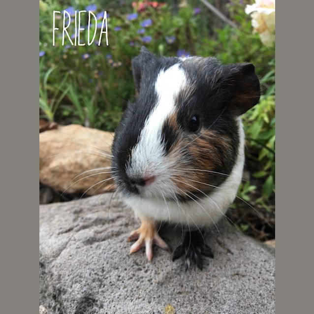 Photo of Frieda