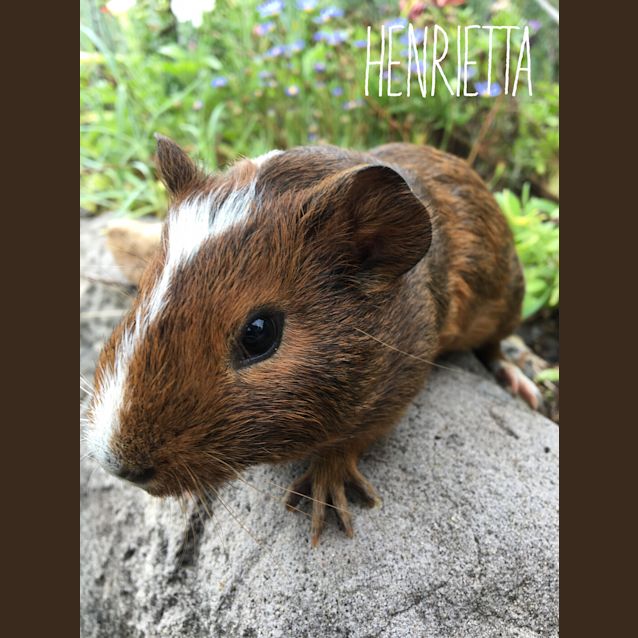 Photo of Henrietta
