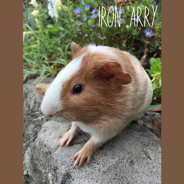 Photo of Iron ‘Arry 