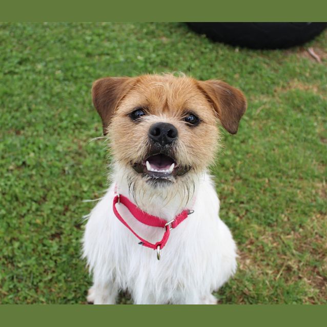Photo of Boomer