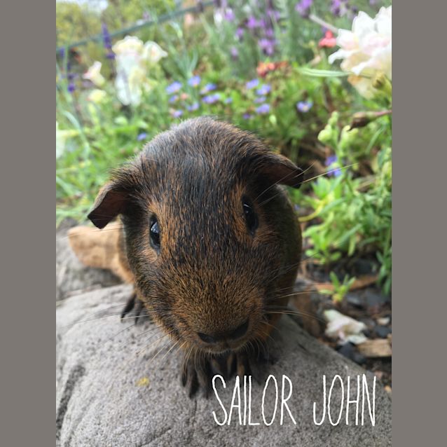 Photo of Sailor John 