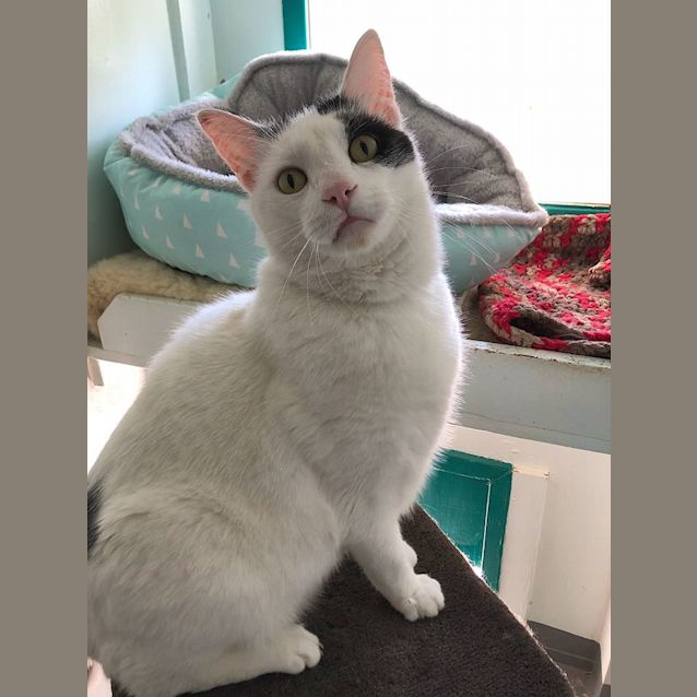 Photo of Poncho
