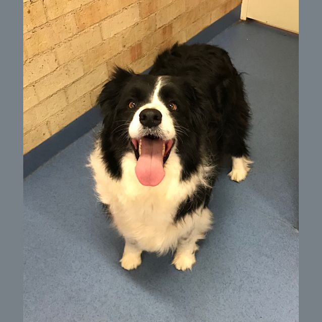 Photo of Rosie