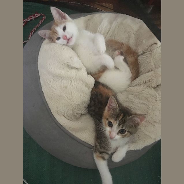 Photo of Simba