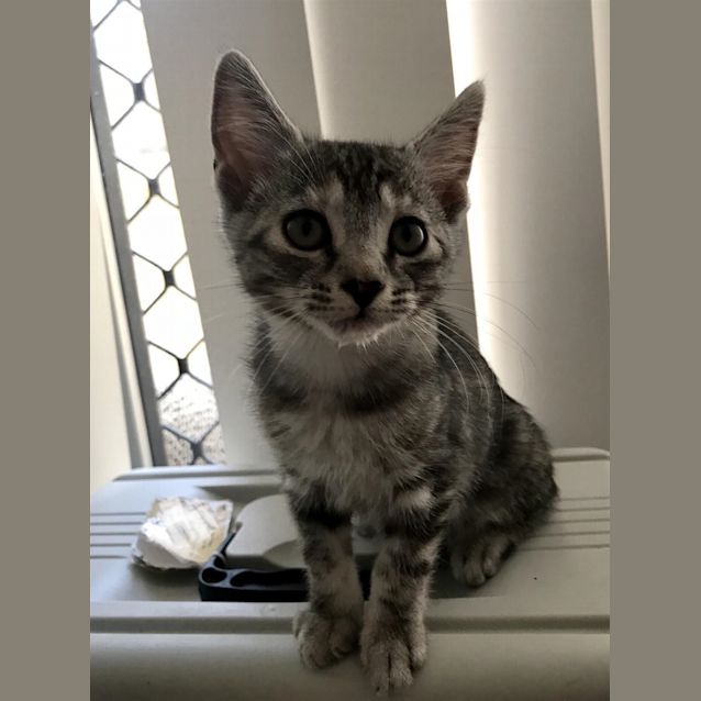 Photo of Penny