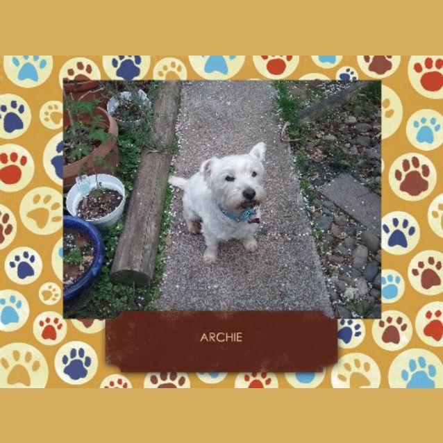 Photo of Archie