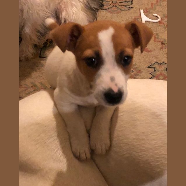 Photo of Jack Or Russell 