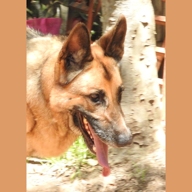 Photo of Mac   Meet And Greet Organised